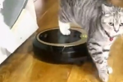 Cat Fight Club: Feline Smackdown!