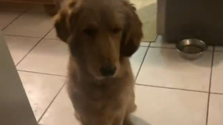 Hilarious Video: Dog Goes Crazy for Fun!