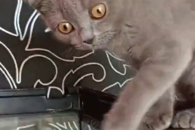 Mesmerizing Gray Cat: A Sight to Behold!