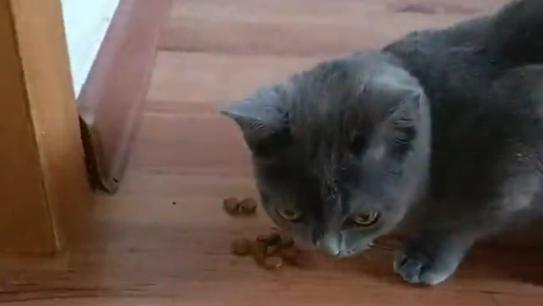 Nom Nom Cat: Feast Mode ON!