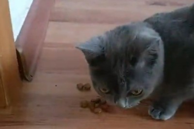 Nom Nom Cat: Feast Mode ON!