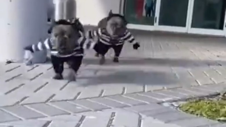 Pawsitively Hilarious: Watch Two Dogs Go Woof Wild in This Funny Video!