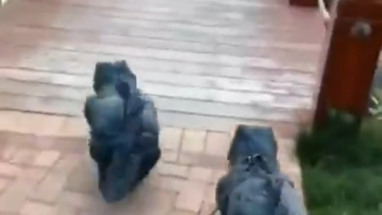 Roar-Some Comedy: Two Little Dinosaurs Steal the Show in This Hilarious Video!