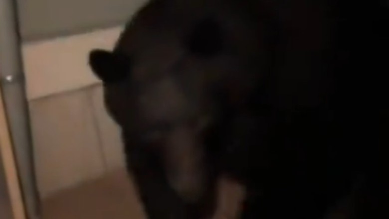UnBEARably Cute: Life with a Bear Owner!