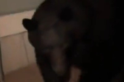 UnBEARably Cute: Life with a Bear Owner!