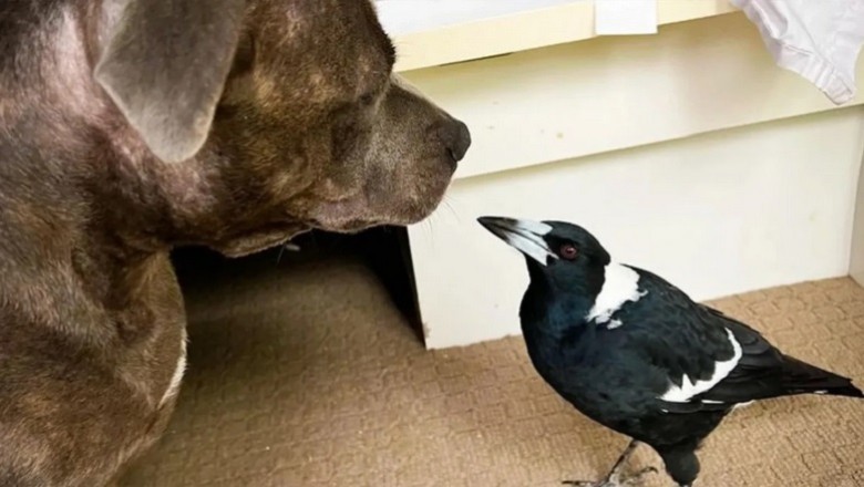 Unlikely Love Story: The Crow Who Thought She Was a Dog