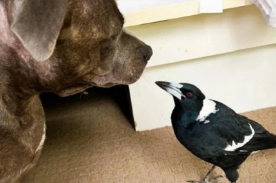 Unlikely Love Story: The Crow Who Thought She Was a Dog