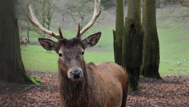 Watch: Moose Stops Cars on Canadian Road for Unexpected Request!