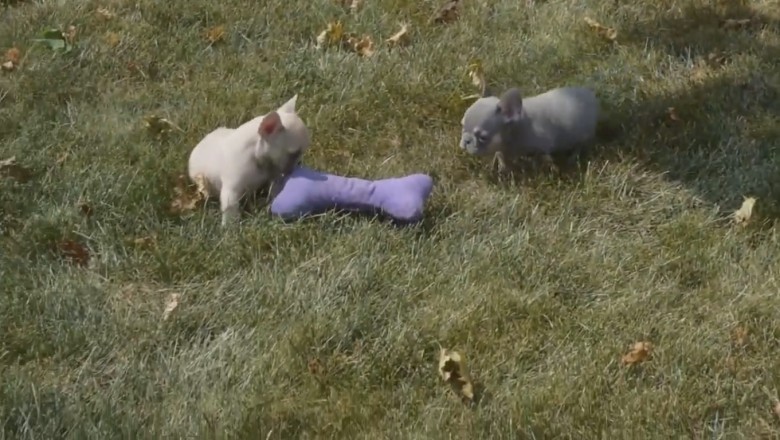 Bone of Contention: Tiny Paws, Big Drama - Hilarious Showdown as Two Small Dogs Battle for the Flax Bone!