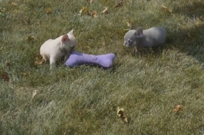 Bone of Contention: Tiny Paws, Big Drama - Hilarious Showdown as Two Small Dogs Battle for the Flax Bone!