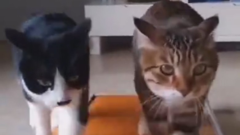 Cat-tacular Chaos: Hilarious Video of Two Cats 'Riding the Lightning' on an Electric Carpet!