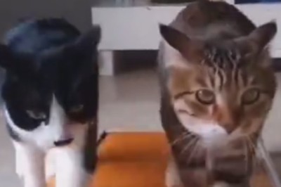 Cat-tacular Chaos: Hilarious Video of Two Cats 'Riding the Lightning' on an Electric Carpet!