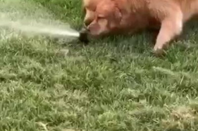 Comedy Duo Alert: Two Dogs Take on the Sprinkler Showdown!
