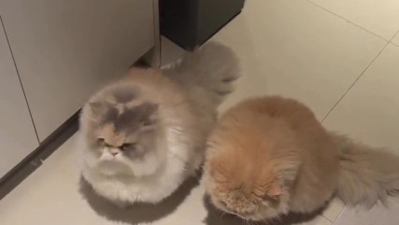 Double Trouble Delight: The Hilarious Adventures of Two Twin Cats Unleashed!