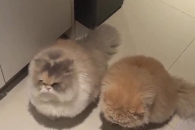 Double Trouble Delight: The Hilarious Adventures of Two Twin Cats Unleashed!