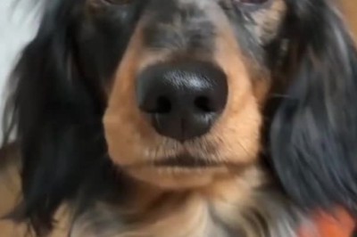 Equestrian Paws: Dog Channels Inner Cowboy in Hilarious Horseback Ride!