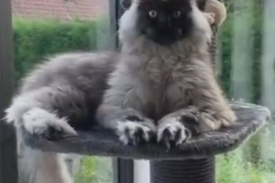 Fur-tastic Feline Fun: Meet the 'Hairy Houdini' Cat with an EPIC Tail!
