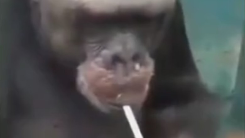 Going Bananas: The Cheeky Chimpanzee with a Taste for French Finesse - Watch This Young Gorilla Light Up with Guloise Cigarettes!