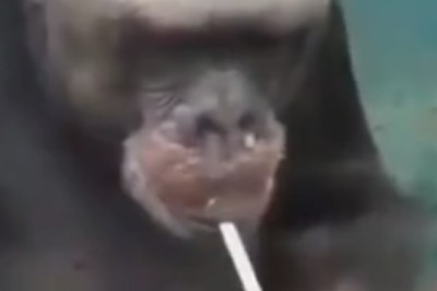 Going Bananas: The Cheeky Chimpanzee with a Taste for French Finesse - Watch This Young Gorilla Light Up with Guloise Cigarettes!