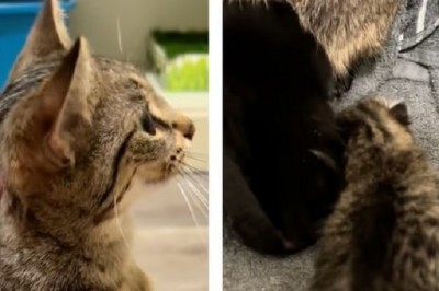 Heartbreaking Tale: Woman Takes Kittens from Mother Cat with Shocking Reason