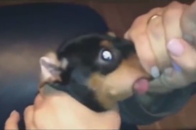 Hilarious Doggy Dental Hygiene Routine: Watch This Dog Owner Blow into His Pup's Mouth!