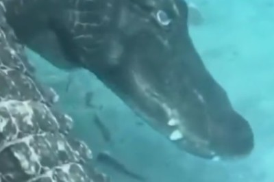 Hilarious Encounter: Crocodile Goes Underwater Crazy!