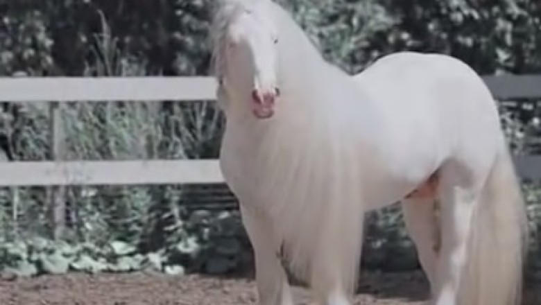 Hilarious Hoof Ballet: The Rib-Tickling Routine of a One-Legged Wonder Horse That Will Leave You Neighing with Laughter!