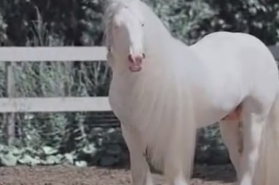 Hilarious Hoof Ballet: The Rib-Tickling Routine of a One-Legged Wonder Horse That Will Leave You Neighing with Laughter!