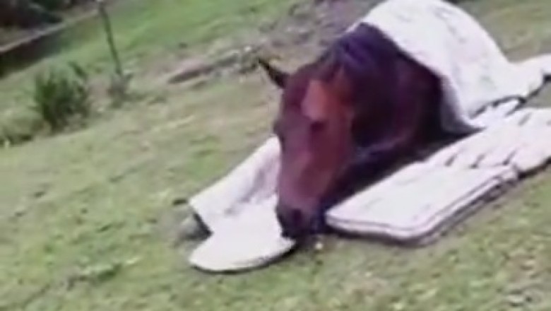 Horsing Around: Equine Sleepover Shenanigans With a Comfy Mattress Surprise!