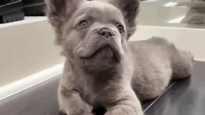 Laugh Out Loud: A Little Puppy's Hilarious Reaction to Hearing a Mysterious Sound!