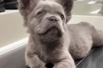 Laugh Out Loud: A Little Puppy's Hilarious Reaction to Hearing a Mysterious Sound!