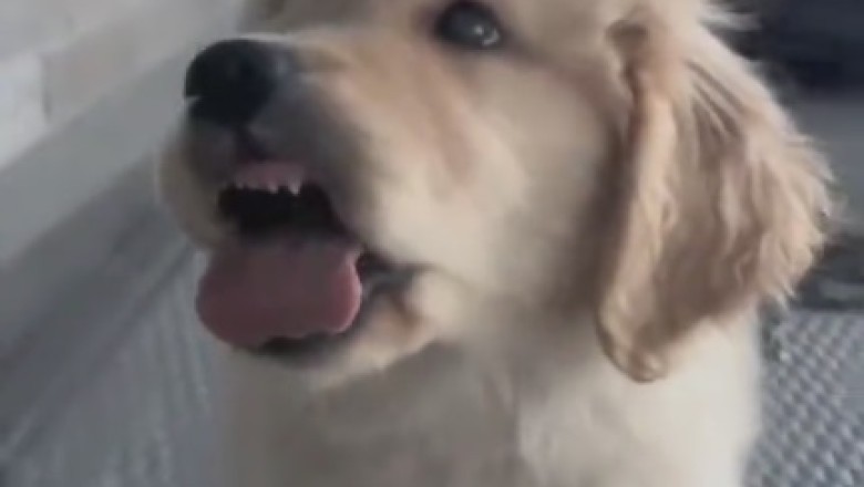 Laugh Riot Alert: Tiny Dog with Gargantuan Personality Takes Center Stage!