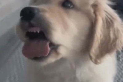 Laugh Riot Alert: Tiny Dog with Gargantuan Personality Takes Center Stage!