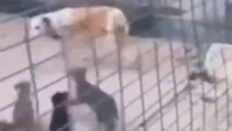 Leapin' Paws: Watch this Adorable Dog Conquer Mini-Hurdles with Maximum Cuteness!