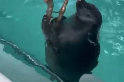 Meet the Musical Mutt: Watch This Sea Dog Slay the Trumpet!