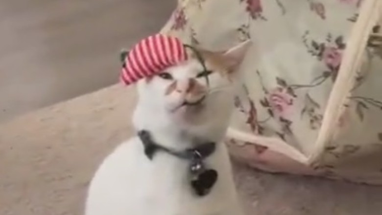 Mew-sical Talent: Cat Shows Off Impressive Cloth-Waving Skills in Hilarious Video