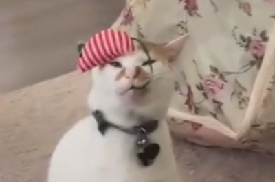 Mew-sical Talent: Cat Shows Off Impressive Cloth-Waving Skills in Hilarious Video