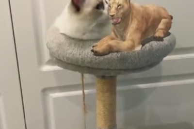 Mind-Blown Cat Plays Lioness?! Watch the Ultimate Identity Crisis Unfold in this Hilarious Video!