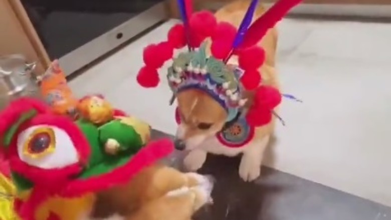 Mirror, Mirror, Who's The Goodest Boy of Them All? - Hilarious Hijinks Ensue as House Dog Meets His Mirror Reflection!