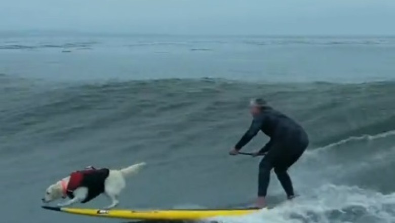 Pawsitively Hilarious! Dog and Owner Make Waves in the Sea with Double the Fun!