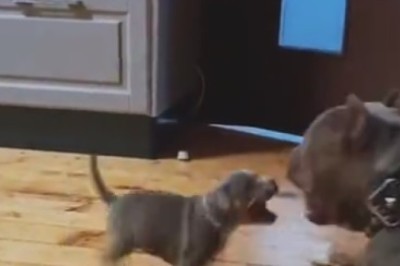 Pawsitively Hilarious: Tiny Pup Learns the Ropes From His Dad in Side-Splitting Training Session!