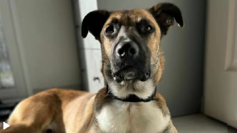 Resilience Rewarded: Curtis the Malinois Mix Seeks His Forever Family