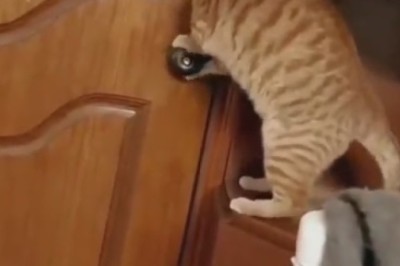 Smarty-Cat Alert! Watch This Clever Feline Outsmart a Door with Purr-fect Precision!