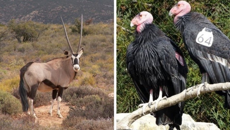 Stunning Success: Humanity Saves 28 Species from Extinction - Impactful Conservation Efforts Rewarded!