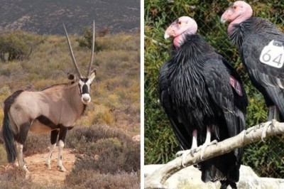 Stunning Success: Humanity Saves 28 Species from Extinction - Impactful Conservation Efforts Rewarded!