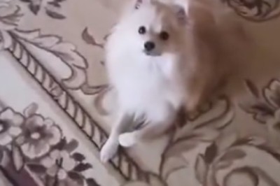 Talking Tail-Wagger: Watch this Hilarious Dog Give a Paw-some Statement in Sync with its Owner!