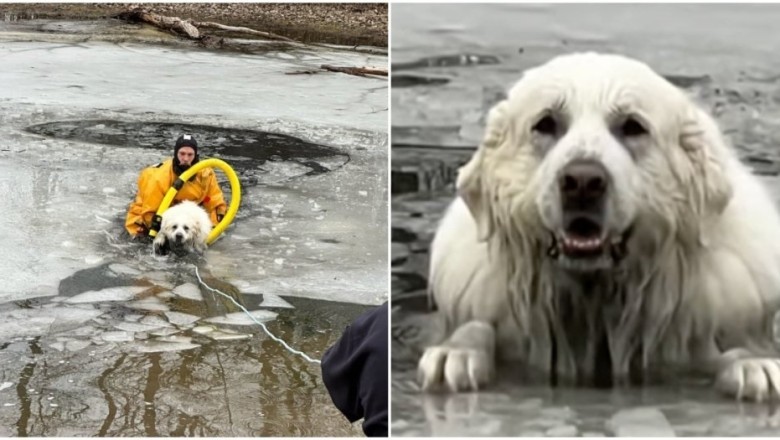 Tear-Jerker Alert: Emotional Rescue of Belle, the Brave Pyrenean Mountain Dog, Leaves Hearts Aflutter!