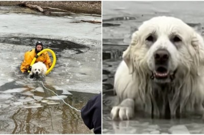 Tear-Jerker Alert: Emotional Rescue of Belle, the Brave Pyrenean Mountain Dog, Leaves Hearts Aflutter!