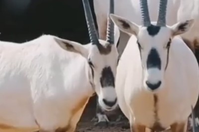 The Monochromatic Mischief: Rib-Tickling Adventures of a Black and White Deer That Will Leave You in Stitches!