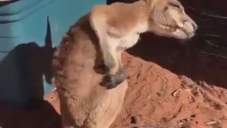 Tiny Trouble: Adorable Kangaroo Kicks Up a Storm in Hilarious Frustration!